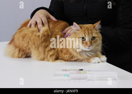 Rote Katze, die Chlor-Dampf inhaliert. Bei einem Empfang mit einem Tierarzt. Inhalation-Vergiftung. Stockfoto