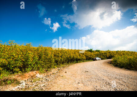 Dok Bua Tong in Mae Moh, Lampang, Thailand Stockfoto