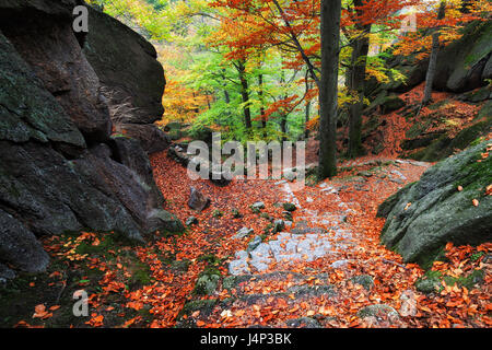 Laub auf felsigen Bergweg in malerischen Herbstwald Riesengebirge, Polen Stockfoto