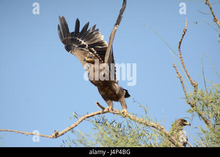 Steppe Eagle Untätigkeit Stockfoto