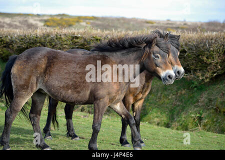 Zwei Exmoor Ponys auf Winsford Hügel, Exmoor Stockfoto