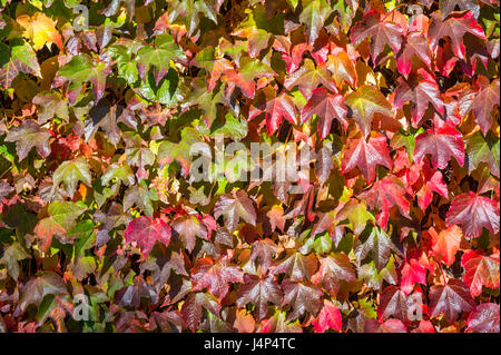 Herbst Hintergrund der Efeu Mauer mit Blättern Farbwechsel von grün bis leuchtend rot Stockfoto