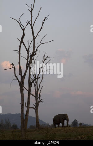 Thailand, goldene oben, Chiang Mai, Elefant, Dämmerung, Stockfoto