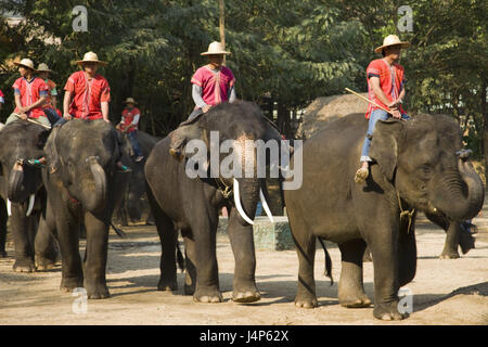 Thailand, Chiang Mai, Elefantencamp, indische Elefanten, Männer, Reiten, Stockfoto