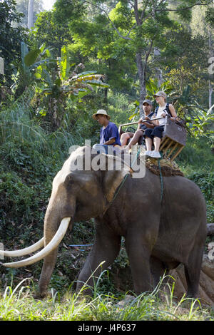 Thailand, Chiang Mai, Elefantencamp, Elefanten reiten, Tourist, Stockfoto