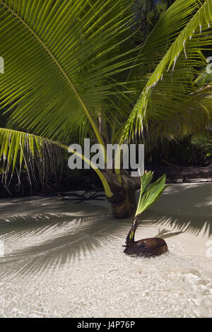 Palau, Rock Island, Palm Island, Strand, Meer, Detail, Stockfoto