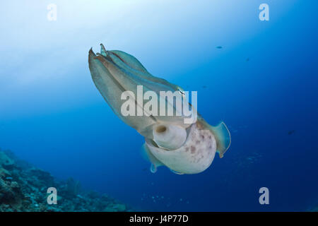 Unterwasser-Aufnahme, Riff, breite Halbbogen Tintenfisch, Tintenfisch finden, von unten, Stockfoto