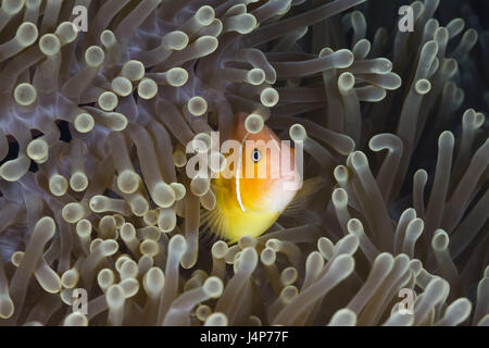 Unter Wasser aufnehmen, Halsband-Anemonenfisch Amphiprion Perideraion, Stockfoto