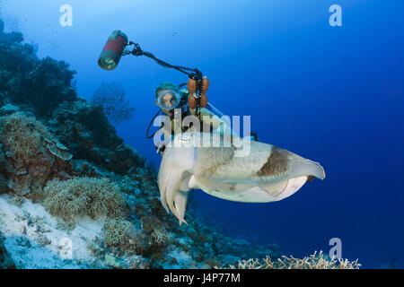 Unterwasser Aufnahme, Taucher, breite Halbbogen Tintenfisch, Tintenfisch finden, Stockfoto