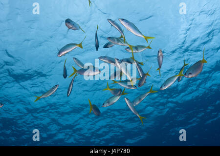 Unter Wasser aufnehmen, Fische träumen, hoher Rücken Füsiliere, Caesio Cuning, von unten, Stockfoto