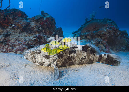 Unterwasser Aufnahme, Malabar-Jag Barsch, Epinephelus Malabaricus, Fliegeruhr Fisch, Pferd Makrelen, Gnathanodon Speciosus, Stockfoto