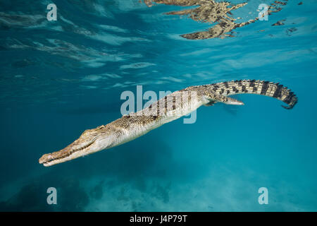 Aufnahme unter Wasser, Salzwasser-Krokodil, Crocodylus Porosus, Schwimmen, Spiegelung, Wasseroberfläche, Stockfoto