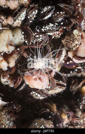 Unter Wasser aufnehmen, Anemone Entacmaea Medusivora, Muscheln, Detail, Stockfoto