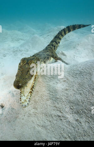 Unterwasser Aufnahme, Salzwasser-Krokodil, Crocodylus Porosus, Mund, offen, Stockfoto