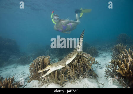 Unterwasser Aufnahme, Schnorchlerin, Salzwasser-Krokodil, Crocodylus Porosus, Stockfoto