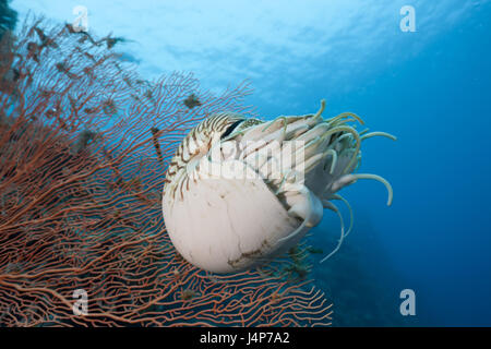 Unter Wasser aufnehmen, Koralle, Nautilus, Nautilus Belauensis, Stockfoto