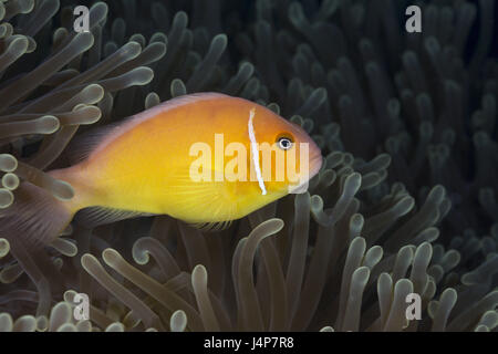 Unter Wasser aufnehmen, Halsband-Anemonenfisch Amphiprion Perideraion, Stockfoto