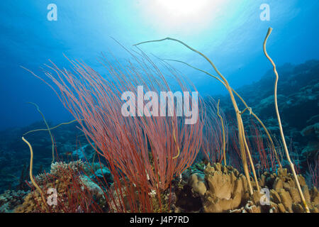 Unter Wasser aufnehmen, Palau, Ulong Kanal, Riff, Strauch-Gorgonien, Ellisella Ceratophyta Stockfoto