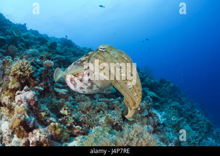 Unterwasser-Aufnahme, Riff, breite Halbbogen Tintenfisch, Tintenfisch finden, Stockfoto