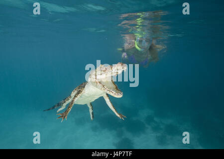 Unterwasser Aufnahme, Schnorchlerin, Salzwasser-Krokodil, Crocodylus Porosus, Stockfoto