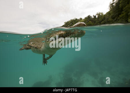 Aufnahme unter Wasser, Salzwasser-Krokodil, Crocodylus Porosus, Schwimmen, Wasser-Oberfläche, Stockfoto