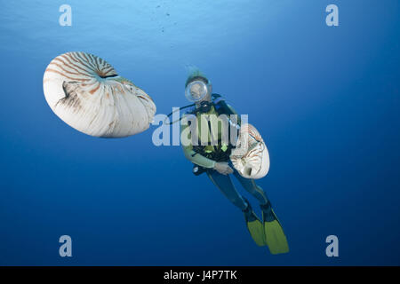 Unter Wasser aufnehmen, Taucher, Nautilus, Nautilus Belauensis, Stockfoto