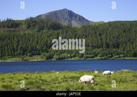 Wales, Gwynedd, Snowdonia Nationalpark, See, Berge, Stockfoto