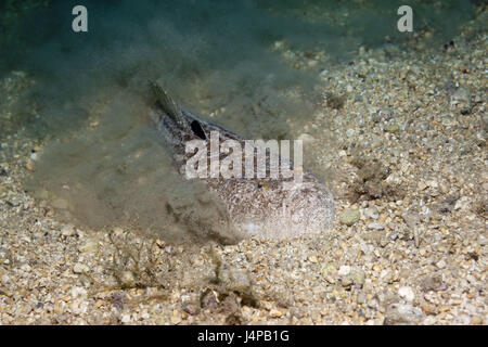 Himmelsgucker vergräbt sich im Sand, Uranoscopus Scaber, Kroatien, Istrien, Adria, Mittelmeer, Stockfoto