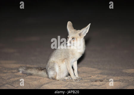 Wilden Fuchs in der Nacht, Vulpes Zerda, Ägypten, libysche Wüste, Stockfoto