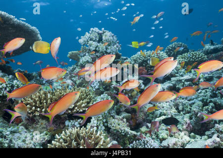 Korallenriff mit Flagge Sitzstangen, Pseudanthias Squamipinnis, den Malediven, Nord Ari Atoll Stockfoto