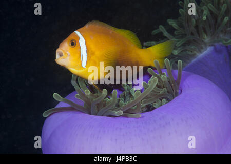 Malediven-Anemonenfisch in Pracht Anemone, Amphiprion Nigripes, Heteractis Magnifica, den Malediven, im Süden mal Atoll, Stockfoto