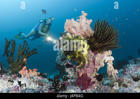 Taucher in bunten Riff, die Malediven, Kandooma Thila, mal im Süden Atoll, Stockfoto