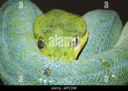 Grüner Baumpython, Morelia Viridis, Indonesien, West Papua, Misool Stockfoto