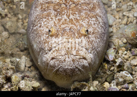 Himmelsgucker, Uranoscopus Scaber, Kroatien, Istrien, Adria, Mittelmeer, Stockfoto