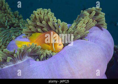 Malediven-Anemonenfisch in Pracht Anemone, Amphiprion Nigripes, Heteractis Magnifica, den Malediven, Nord Ari Atoll Stockfoto