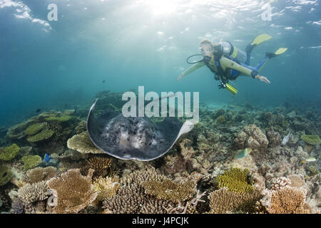 Schwarzer Fleck Stachelrochen und Taucher, Taeniura Meyeni, den Malediven Ellaidhoo Hausriff, Nord Ari Atoll Stockfoto