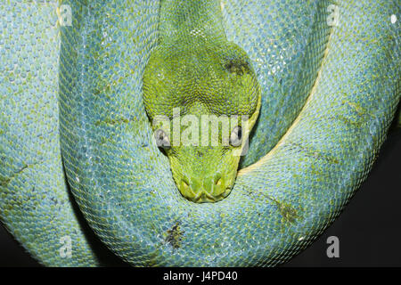 Grüner Baumpython, Morelia Viridis, Indonesien, West Papua, Misool Stockfoto