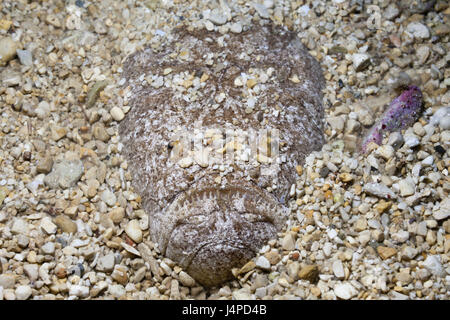 Himmelsgucker, Uranoscopus Scaber, Kroatien, Istrien, Adria, Mittelmeer, Stockfoto