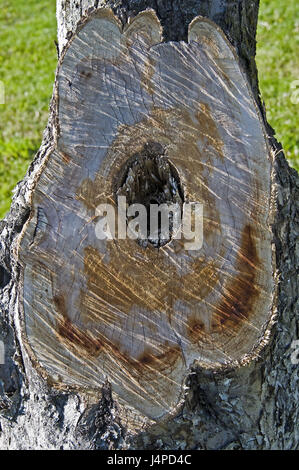 Stamm, Querschnittsfläche, alte, Stockfoto