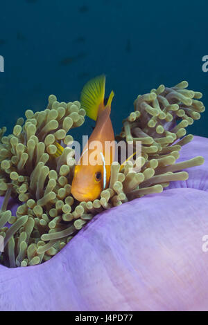 Malediven-Anemonenfisch in Pracht Anemone, Amphiprion Nigripes, Heteractis Magnifica, den Malediven, Nord Ari Atoll Stockfoto