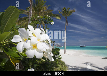 Strand der Malediven Insel Kandooma, die Malediven, die Süd Male Atoll, Stockfoto