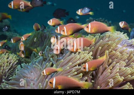 Malediven-Anemonenfisch in Pracht Anemonen, Amphiprion Nigripes, Heteractis Magnifica, den Malediven, Nord Ari Atoll Stockfoto