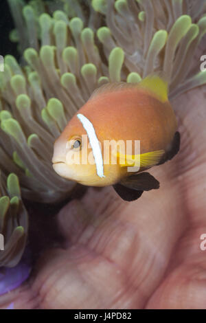 Malediven-Anemonenfisch in Pracht Anemone, Amphiprion Nigripes, Heteractis Magnifica, die Malediven, Kandooma Höhlen im Süden mal Atoll, Stockfoto