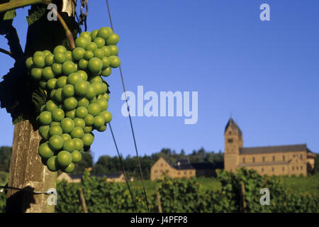 Deutschland, Rheingau, grobe Wohnung, Wein, Trauben, Riesling, Abtei Stück Hildegard, Stockfoto