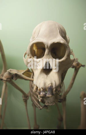 Großbritannien, England, London, Horniman Museum, Orang Utan Skelett Stockfoto