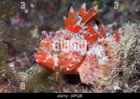 Kleiner roter Drachenkopf, Scorpaena Notata, Stockfoto