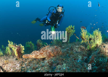 Taucher, Riff, großen Drachenkopf, Scorpaena Scrofa, Stockfoto