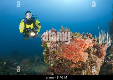 Großen Drachenkopf, Taucher, Scorpaena Scrofa, Les Ferranelles, Medes-Inseln, Costa Brava, Mittelmeer, Spanien, Stockfoto