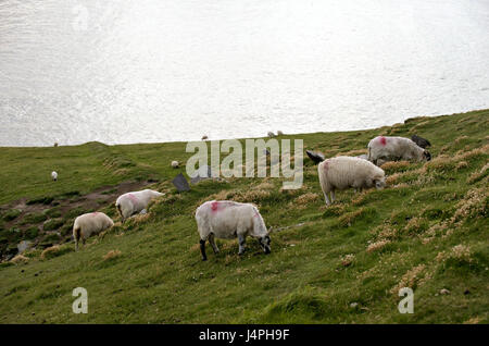 Irland, Munster, County Kerry, Dingle Halbinsel, Küstenlandschaft, Schafe, Stockfoto