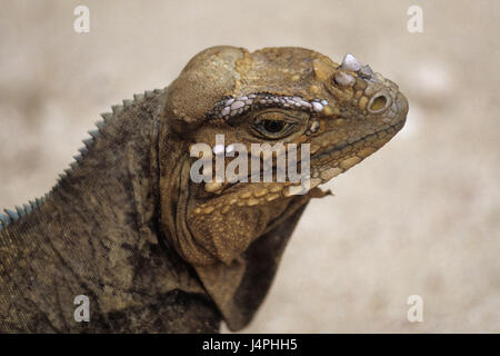 Die Dominikanische Republik, Parque Nacional Lago Enriquillo, Nashornleguan, Stockfoto